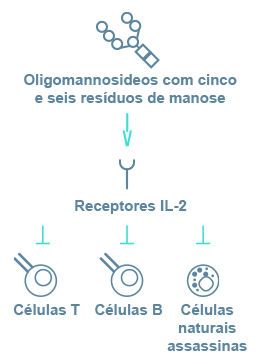 Immunodeficiency in Alpha-Mannosidosis